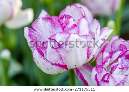 Close up of petals of purple and white tulip flower stem