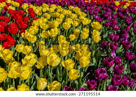 Colorful rows of tulip flower stems lit by the sun on tulip bulb farm
