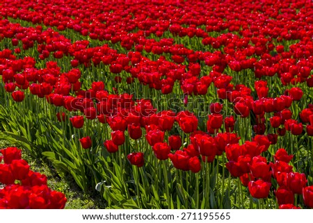 Rows of red tulips lit by the sun on tulip bulb farm