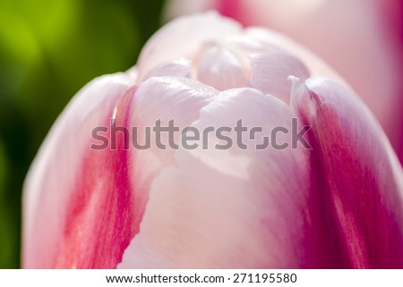 Close up of petals of white and pink tulip flower stem backlit by the sun in tulip field on flower bulb farm