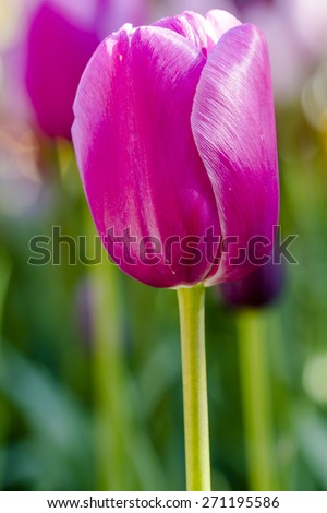 Close up of  bright pink tulip flower stem in tulip field on flower bulb farm