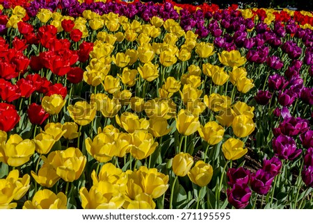 Colorful rows of tulip flower stems lit by the sun on tulip bulb farm
