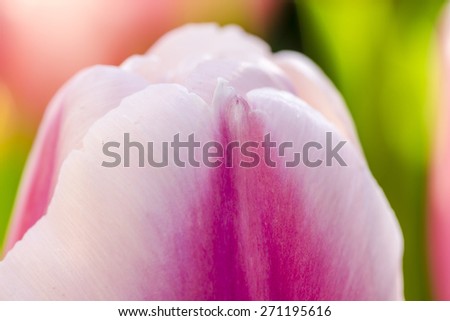 Close up of petals of white and pink tulip flower stem backlit by the sun in tulip field on flower bulb farm