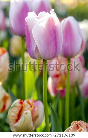 Close up of  pink and white tulip flower stem in tulip field on flower bulb farm