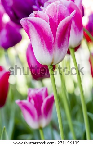 Close up of light pink and white tulip stem lit by the sun in tulip field on tulip bulb farm