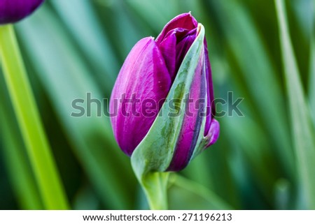 Close up of purple and green striped tulip bud in tulip field on flower bulb farm