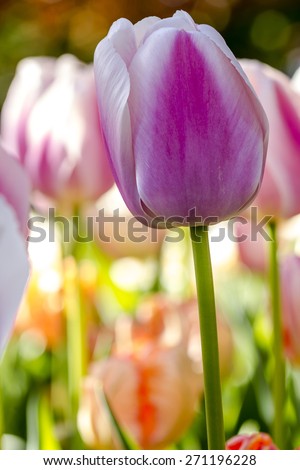 Close up of  pink and white tulip flower stem in tulip field on flower bulb farm