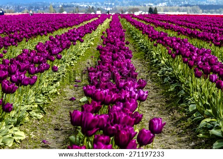 Rows of purple tulip flowers on tulip bulb farm on sunny afternoon