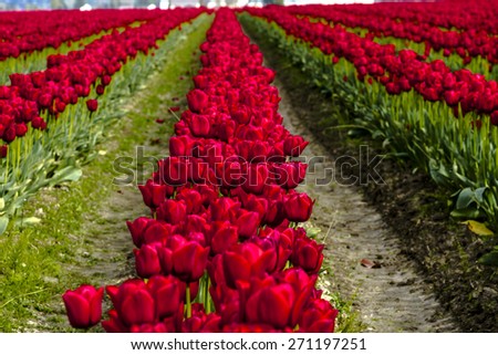 Rows of red tulip flowers on tulip bulb farm on sunny afternoon