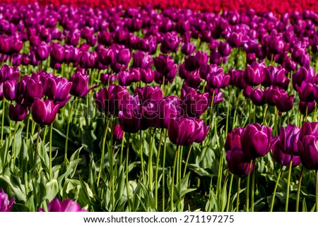 Rows of purple and red tulip flowers on tulip bulb farm on sunny afternoon