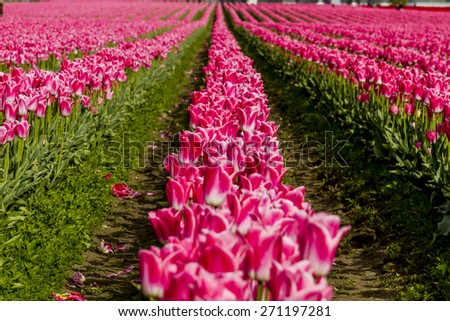 Rows of pink and white tulip flowers on tulip bulb farm on sunny afternoon