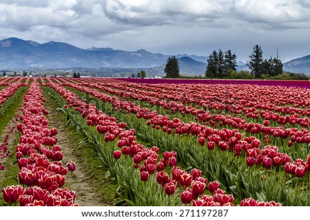 Rows of red and purple tulip flowers on tulip bulb farm on rainy afternoon