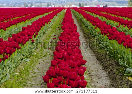 Rows of red tulip flowers on tulip bulb farm on rainy afternoon