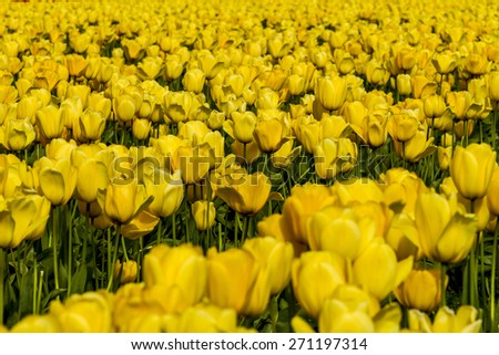 Rows of yellow tulip flowers on tulip bulb farm on sunny afternoon