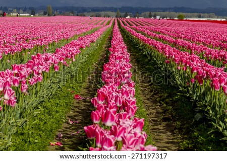 Rows of pink and white tulip flowers on tulip bulb farm on sunny afternoon