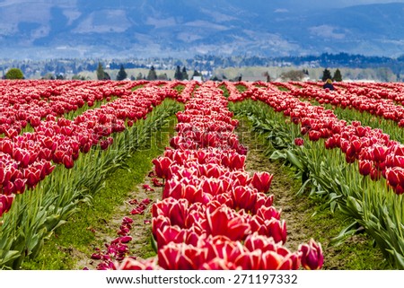 Rows of red and white tulip flowers on tulip bulb farm on rainy afternoon