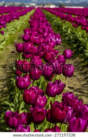 Rows of purple tulip flowers on tulip bulb farm on sunny afternoon