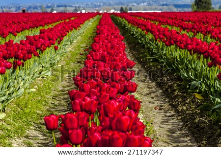 Rows of red tulip flowers on tulip bulb farm sunny afternoon