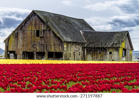Rows of red and yellow tulip flowers in front of rustic old farm building on tulip bulb farm