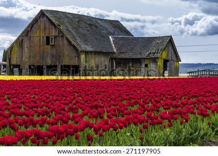 Rows of red and yellow tulip flowers in front of rustic old farm building on tulip bulb farm