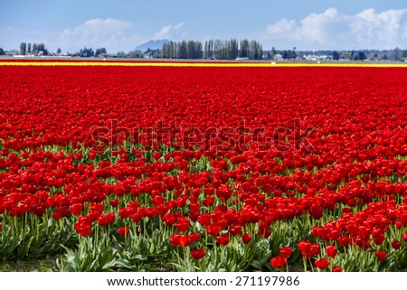 Rows of red and yellow tulip flowers on tulip bulb farm