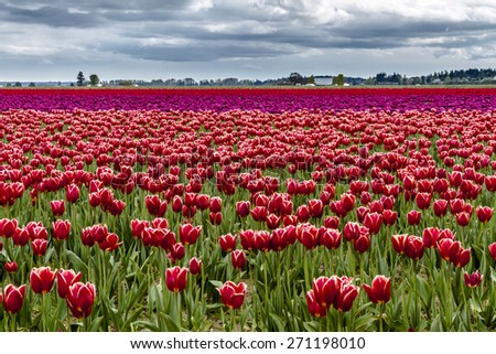 Rows of red and purple tulip flowers on tulip bulb farm on rainy afternoon
