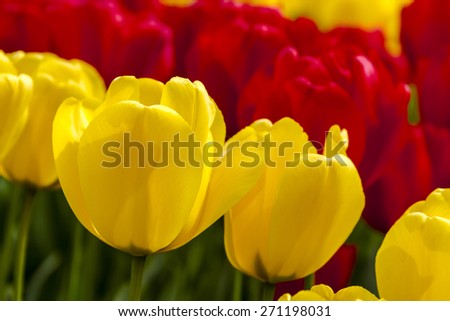 Close up of yellow tulips backlit by the sun with red tulips behind in tulip field on flower bulb farm
