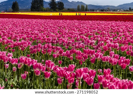 Rows of pink, red and yellow tulip flowers on tulip bulb farm
