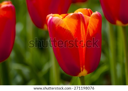 Close up of orange tulips backlit by the sun in tulip field on flower bulb farm