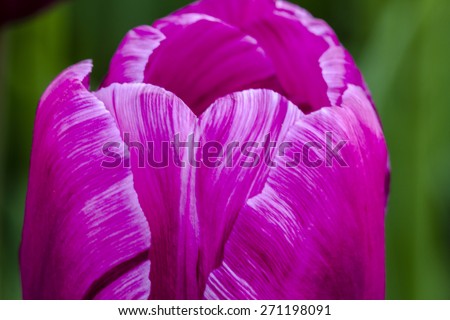 Close up of petals of detailed purple variegated tulip in tulip field on flower bulb farm