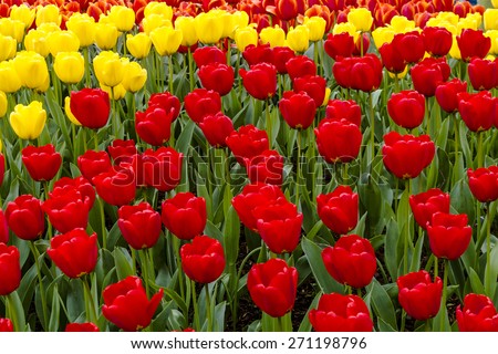 Colorful rows of red, yellow and orange tulip flower varieties in tulip field on flower bulb farm