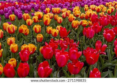 Colorful rows of tulip flower varieties in tulip field on flower bulb farm