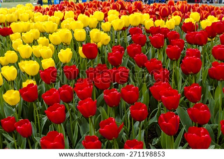 Colorful rows of red, yellow and orange tulip flower varieties in tulip field on flower bulb farm