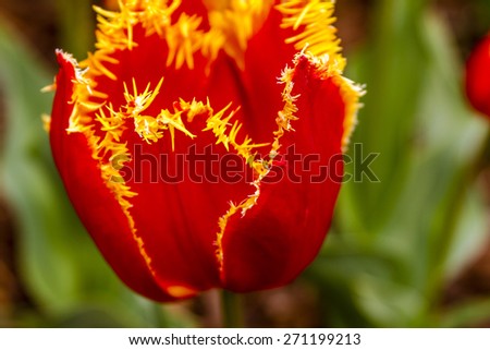Close up of orange and yellow parrot tulip in tulip field on flower bulb farm