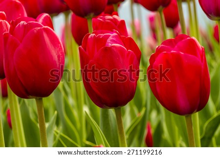 Close up of red tulips in tulip field on flower bulb farm