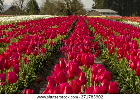Rows of assorted colors of tulip plants on tulip bulb farm in early morning sun