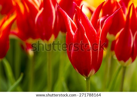 Close up of red and white tulip bloom in field on tulip bulb farm