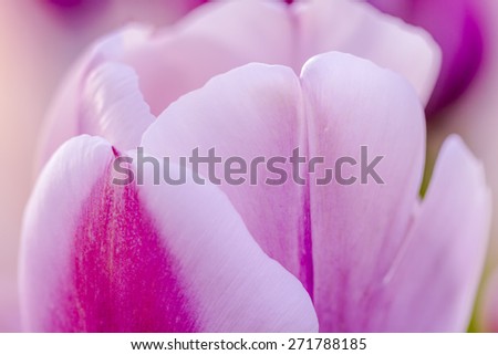 Close up of petals of soft pink tulip stems in field on tulip bulb farm