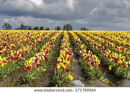 Large field of rows of multi-colored tulips blooming on tulip bulb farm