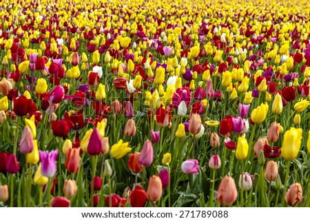 Large field of multi-colored tulips blooming on tulip bulb farm