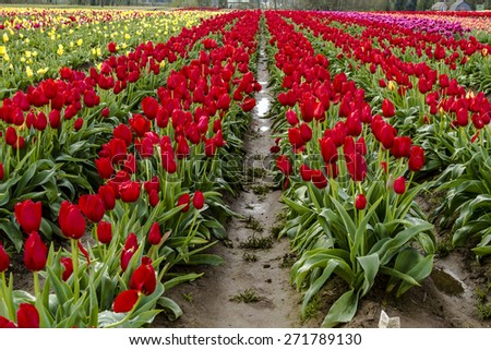 Rows of assorted colors of tulip plants on tulip bulb farm