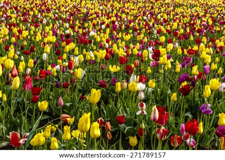 Large field of multi-colored tulips blooming on tulip bulb farm