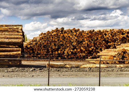 RAINIER WASHINGTON/U.S.A. - April 6, 2015: Large piles of harvested and cut tree trunks in log yard ready for transport to mill on April 6, 2015 Rainier Washington