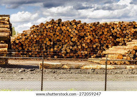 RAINIER WASHINGTON/U.S.A. - April 6, 2015: Large piles of harvested and cut tree trunks in log yard ready for transport to mill on April 6, 2015 Rainier Washington