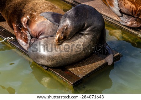 Sea lion posing in sun on pier in river off northwest coast of the Pacific ocean