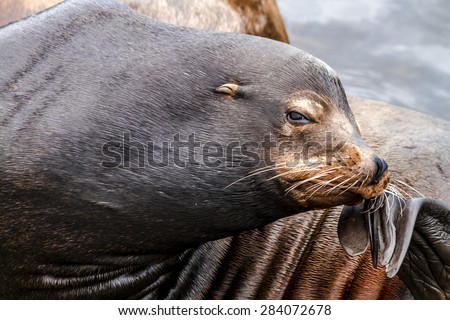 Close up of sea lion posing in sun scratching head on pier in river off northwest coast of the Pacific ocean