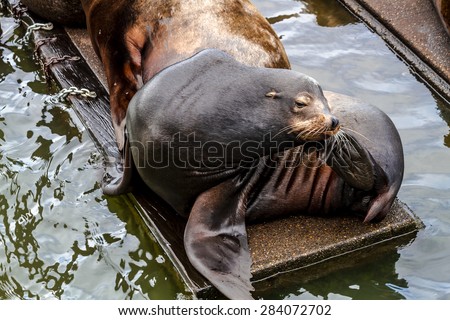 Sea lion posing in sun scratching head on pier in river off northwest coast of the Pacific ocean