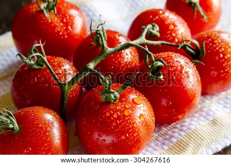 Fresh organic Campari tomatoes on the vine sitting on red striped towel with water drops