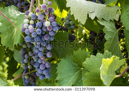 Bunch of red wine grapes ripening on grapevine with leaves