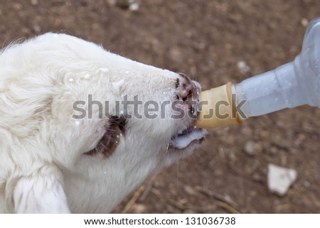 White lamb sucks milk from the bottle